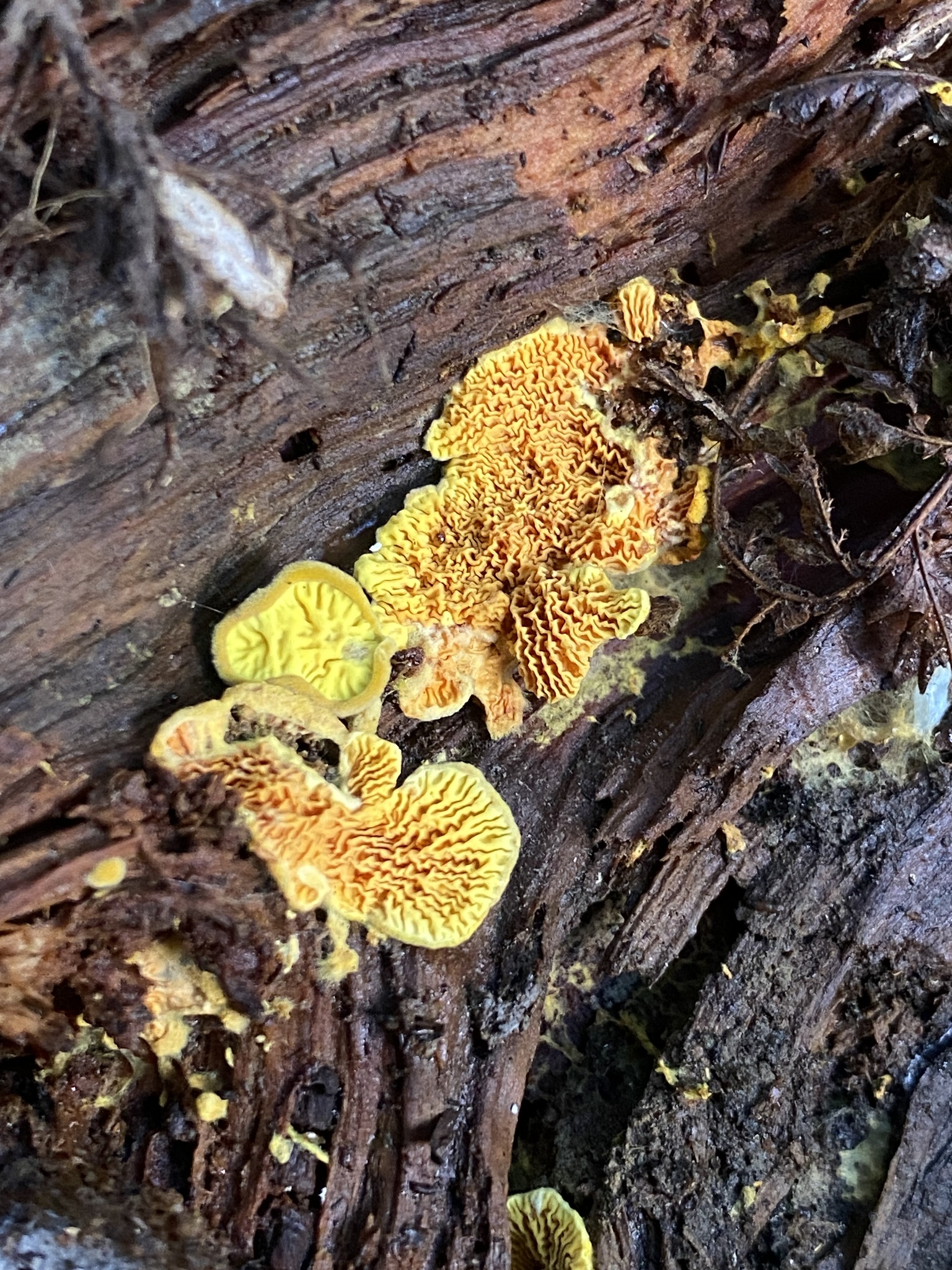 Pseudomerulius curtisii (Berk.) Redhead & Ginns