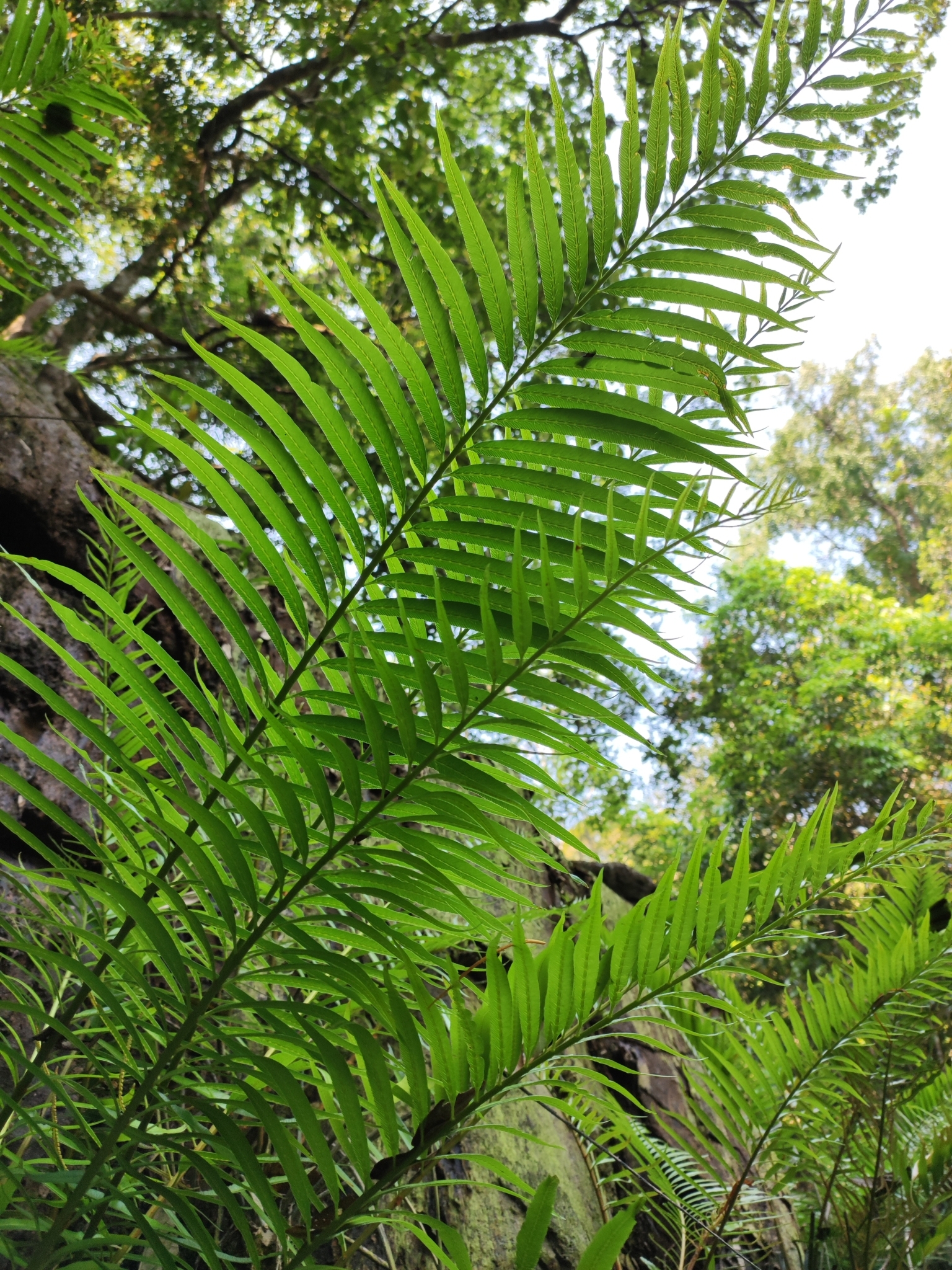 Plenasium vachellii (Plenasium vachellii)