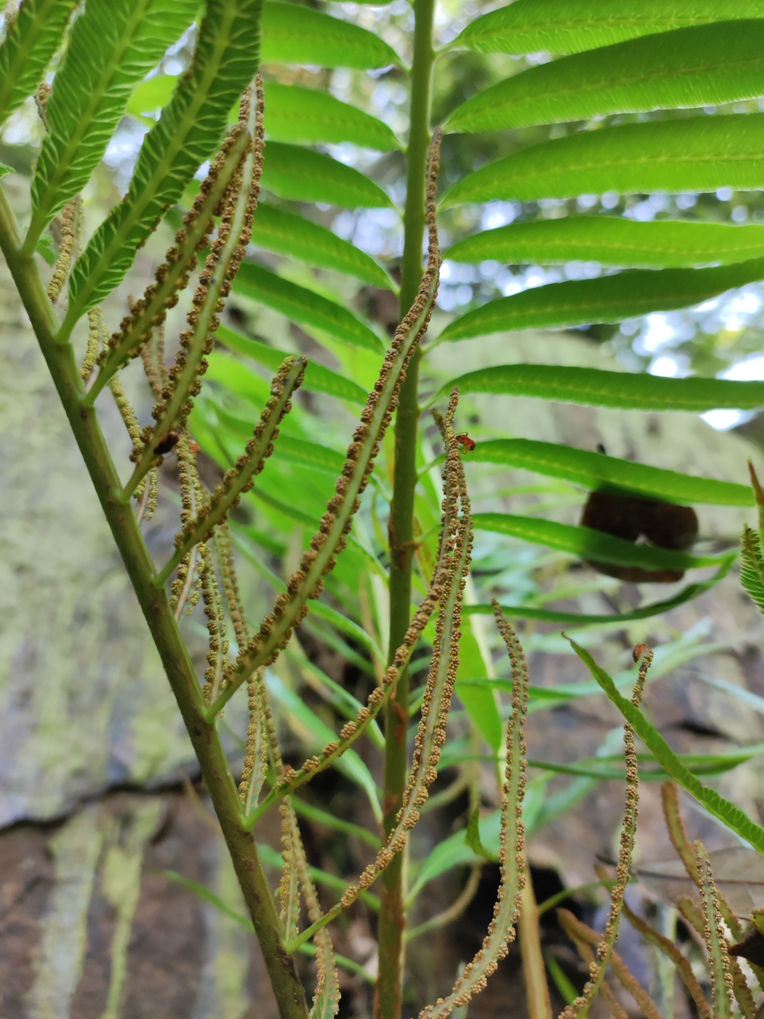 Plenasium vachellii — ảnh 2