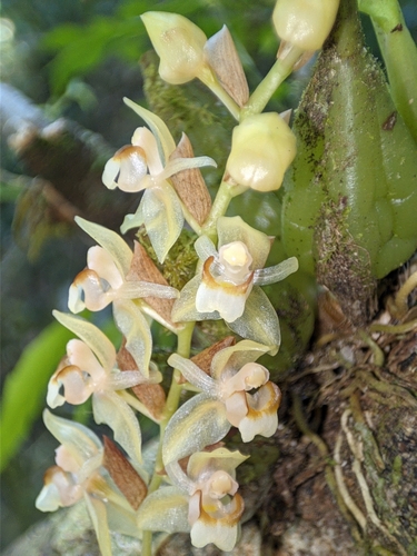 Coelogyne chinensis, photograph 2