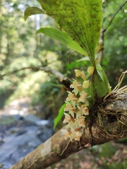 Coelogyne chinensis, photograph Dmitry Ivanov, CC BY, iNaturalist via GBIF
