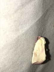 Thurberiphaga diffusa