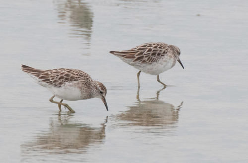 Correlimos acuminado (Calidris acuminata)