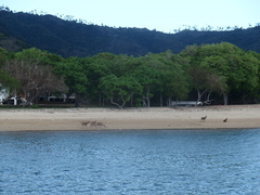 Rusa timorensis