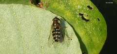 Dasysyrphus