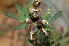 Crotalaria alexandri image