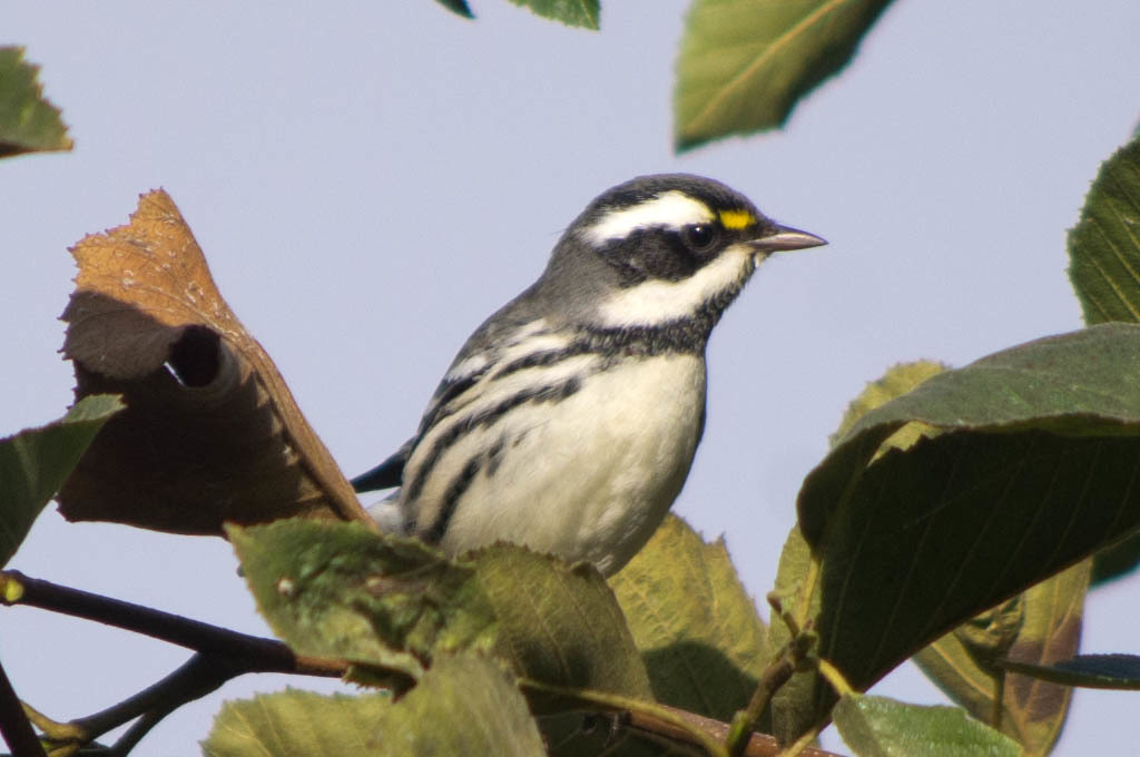 Black-Throated Gray Warbler