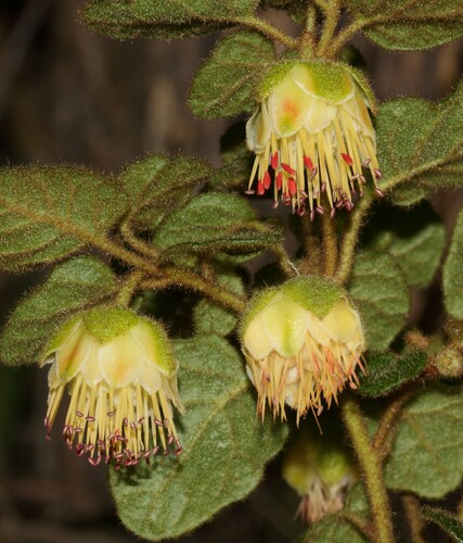 Diplolaena andrewsii