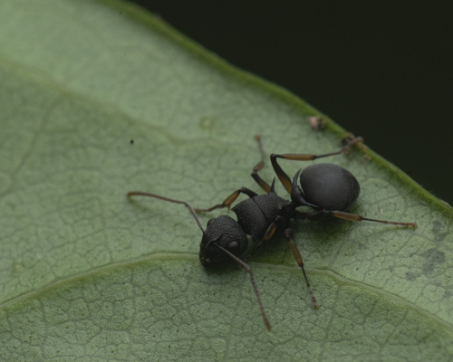 Polyrhachis wroughtoniiPolyrhachis wroughtonii