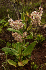 Pachycarpus bisacculatus image