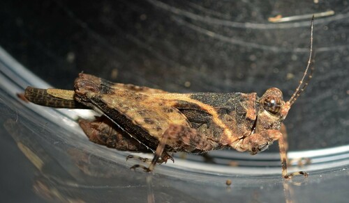 Platythorus toltecus