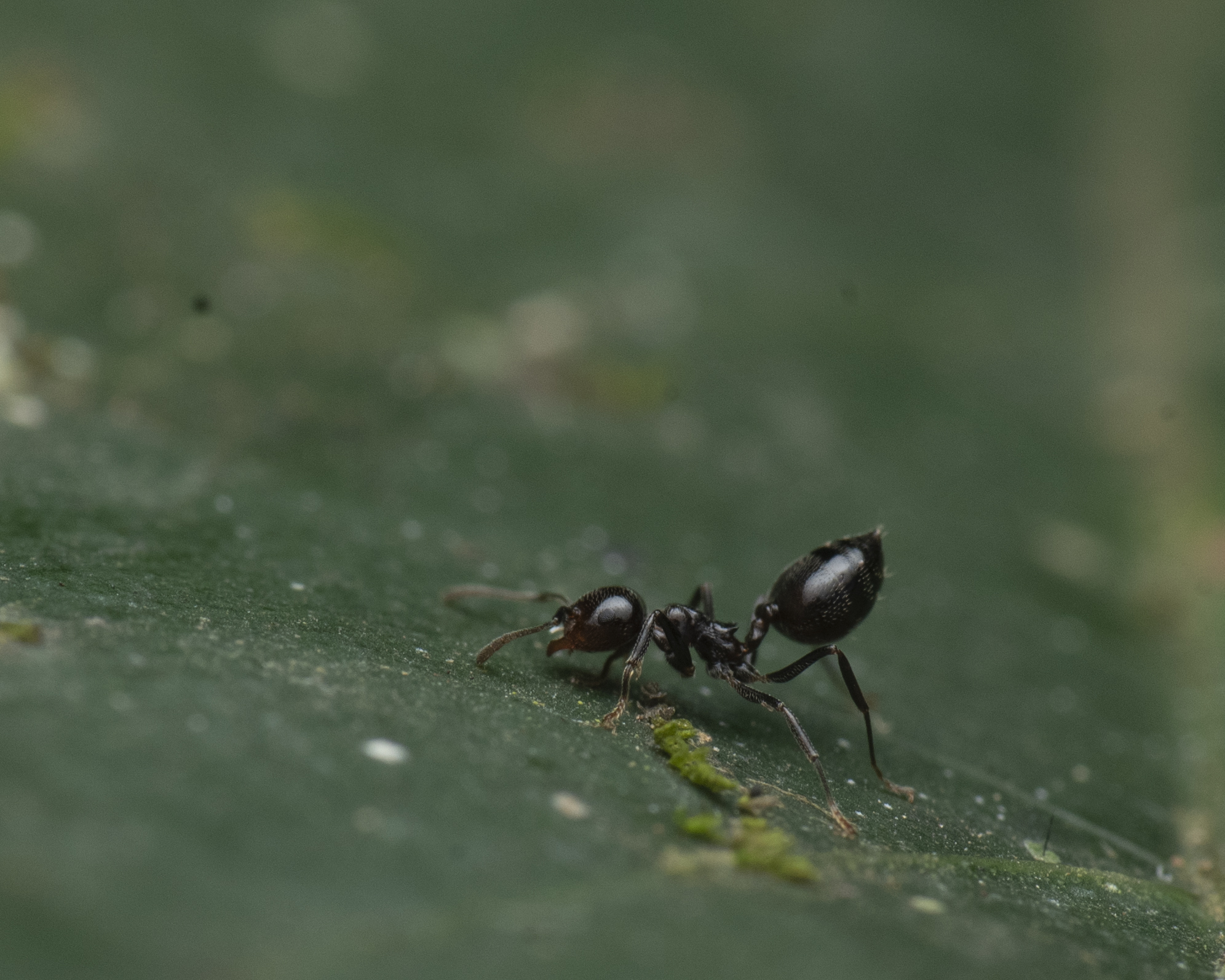 Crematogaster aberrans