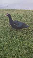 Cairina moschata domestica