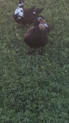 Cairina moschata domestica