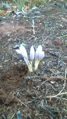 Crocus pallasii
