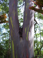 Eucalyptus deglupta