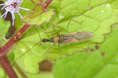 Zelus cervicalis