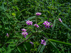 Lantana swynnertonii image