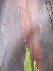 Eucalyptus deglupta