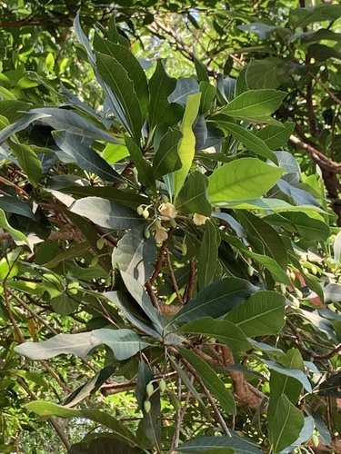 Elaeocarpus grandiflorus observed 2023-03-24