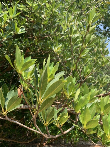 Elaeocarpus grandiflorus observed 2023-03-24