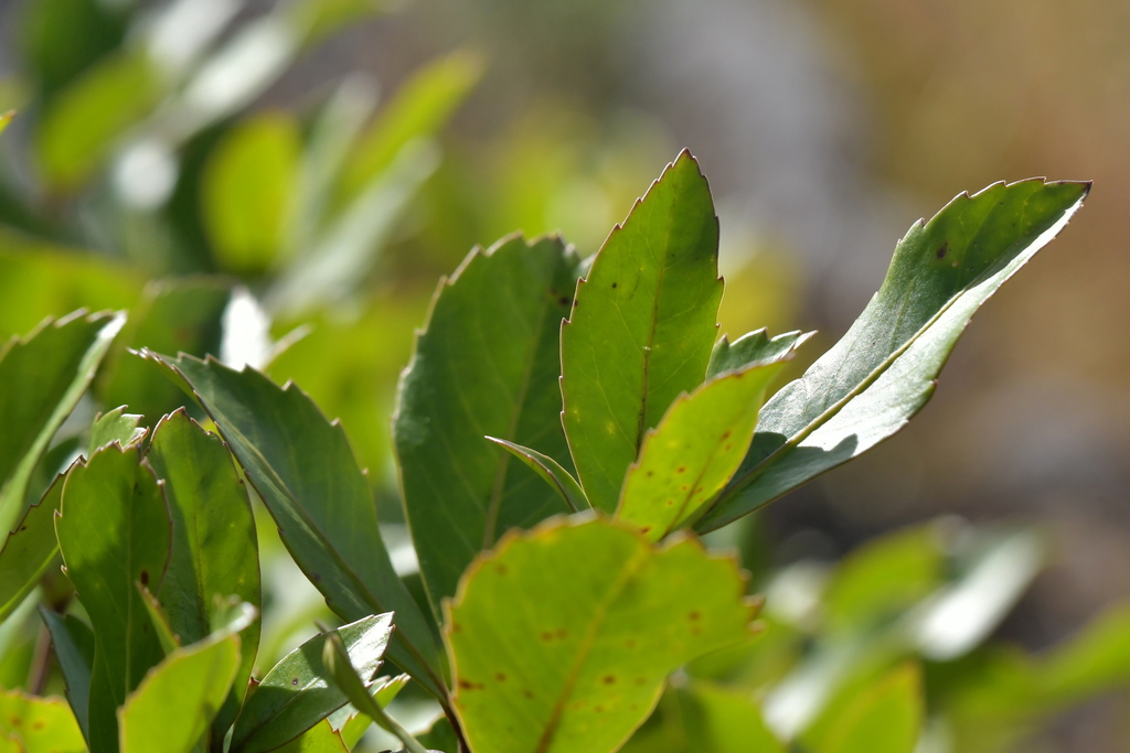 Haumakaroa from Takaka Hill, New Zealand on March 18, 2023 at 0326 PM