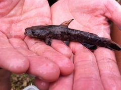 Pylodictis olivaris