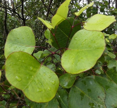 Cheirodendron platyphyllum