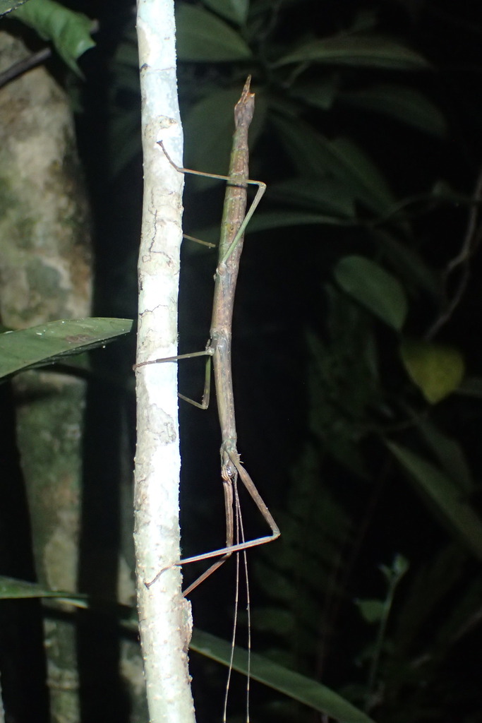 Leiophasma mayottense