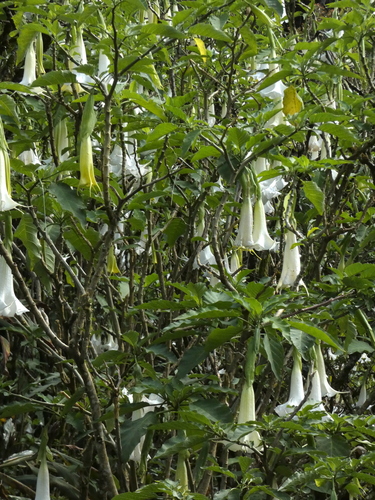 Brugmansia arborea, 2023-03-23