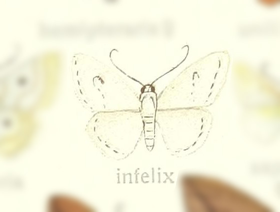 Derambila infelix