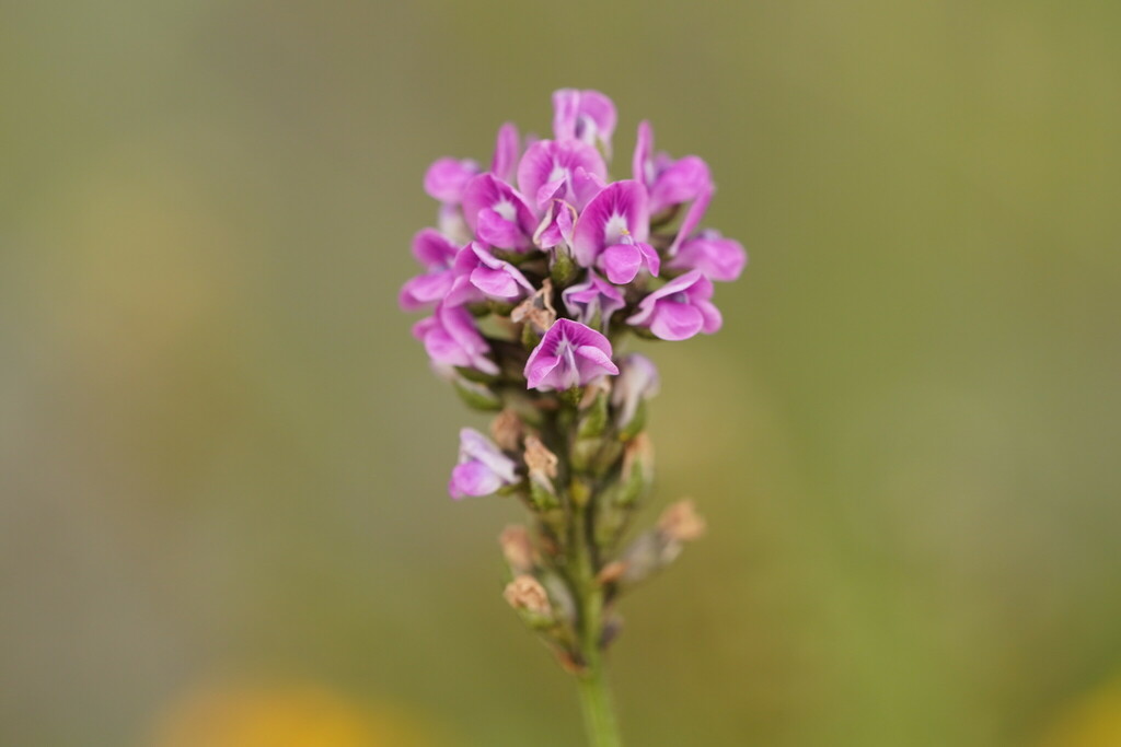 dusky scurf-pea