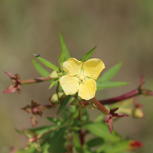 Ludwigia octovalvis