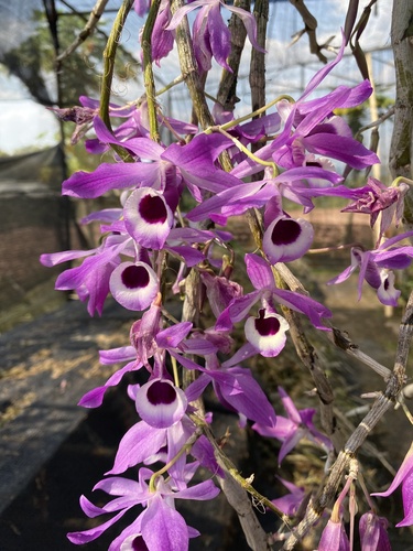 Lituiflorum Orchid