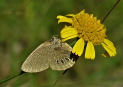 Neonympha areolatus