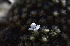 Veronica pulvinaris