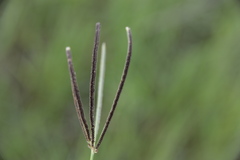 Eustachys petraea