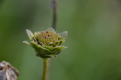 Silphium gracile