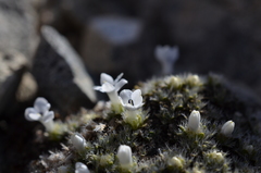 Veronica pulvinaris