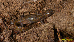 Hynobius leechii