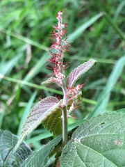 Acalypha adenostachya