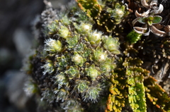 Veronica pulvinaris