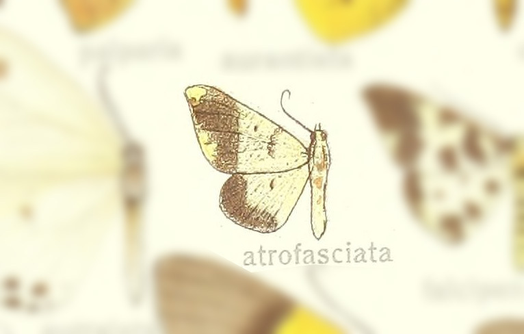 Ozola atrofasciata