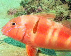 Cochleoceps orientalis