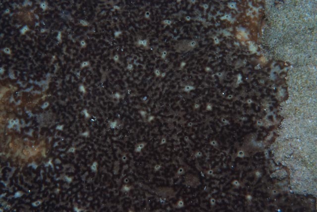 Cliona orientalis