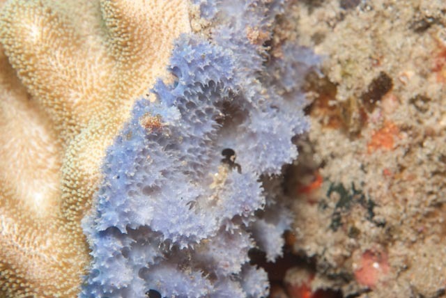 Euryspongia coerulea