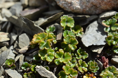 Azorella hydrocotyloides