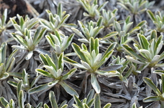 Celmisia angustifolia