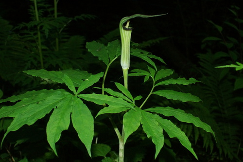 Arisaema longilaminum iNat (3)
