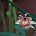 Passiflora ornithoura - Photo (c) juanch,  זכויות יוצרים חלקיות (CC BY-NC)